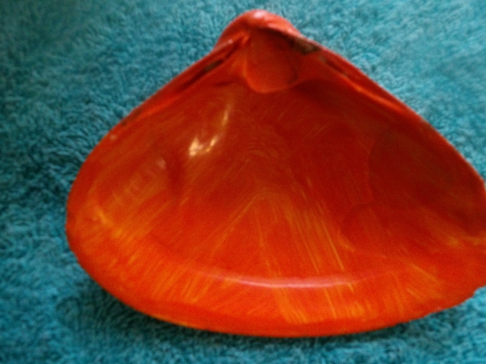 Magic By The Seashell, Enchanted & Powerful Seashells, You Choose Color & Intent