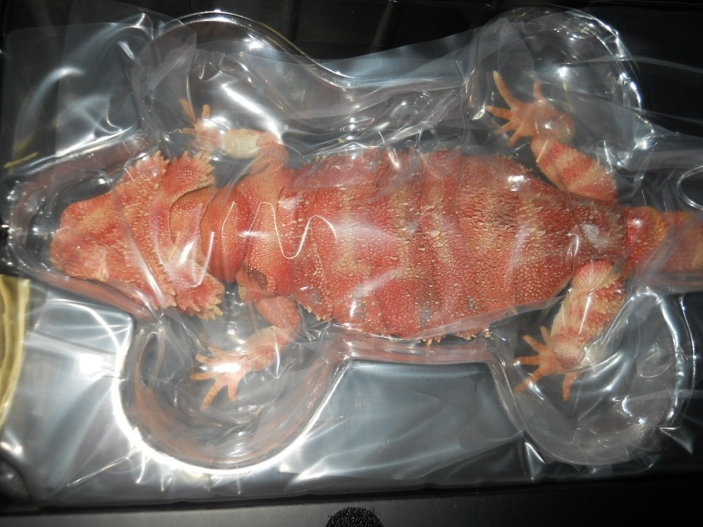 Bandai Diversity of Life on Earth Premiuml Bearded Dragon Red Figure 36cm Japan