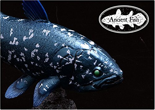 Coelacanth Soft Model (FF-001) 18.5×5.6×10.5cm toy figure fish Favorite Japanese
