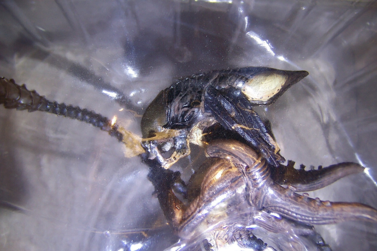 ALIEN VS PREDATOR REQUIEM: PREDALIEN 5.5in DELUXE 1:18 SCALE ACTION FIGURINE NEW