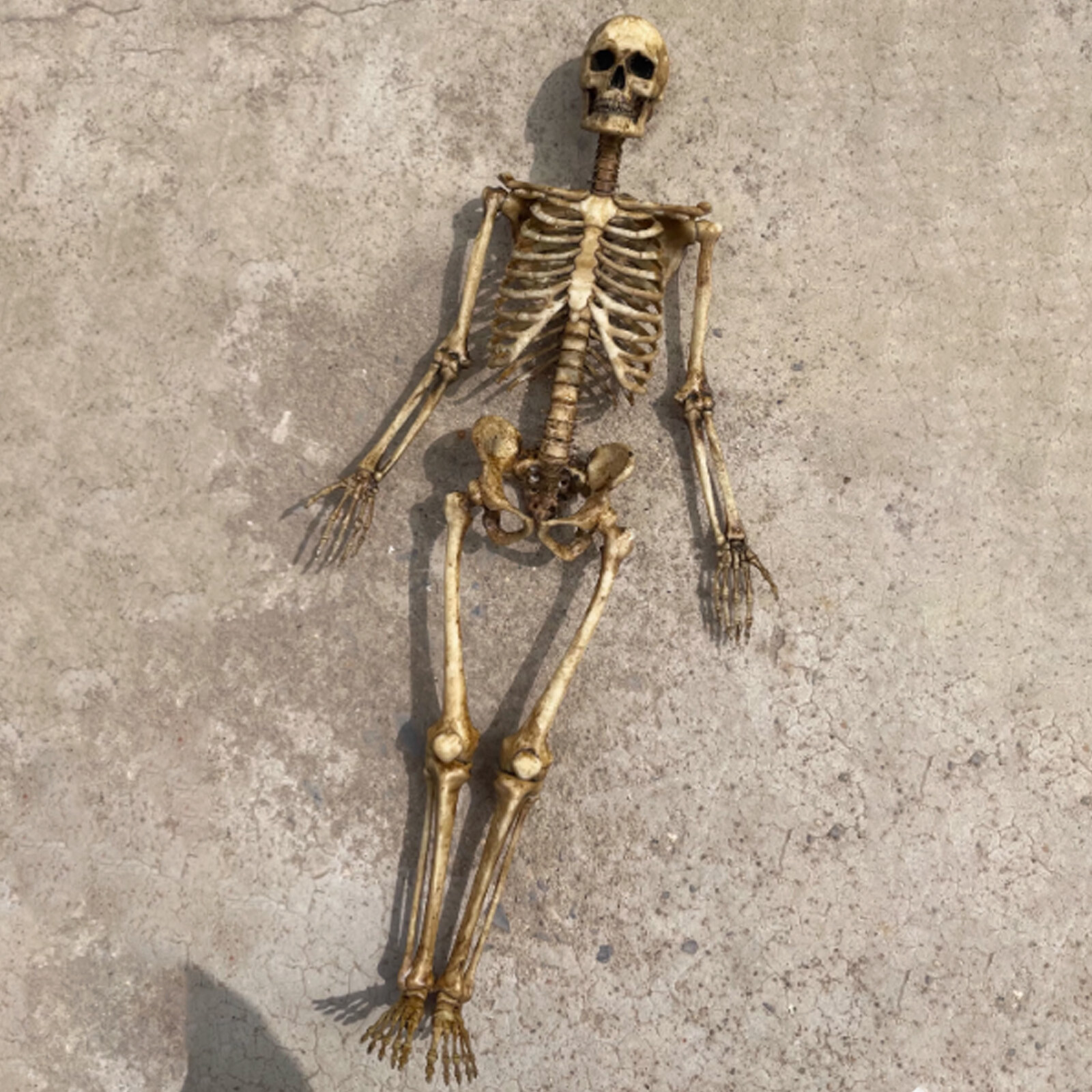 1/6 Scale Human Beings Skeleton PVC Model for 12&Prime; Action Figure Accessory ToyssT