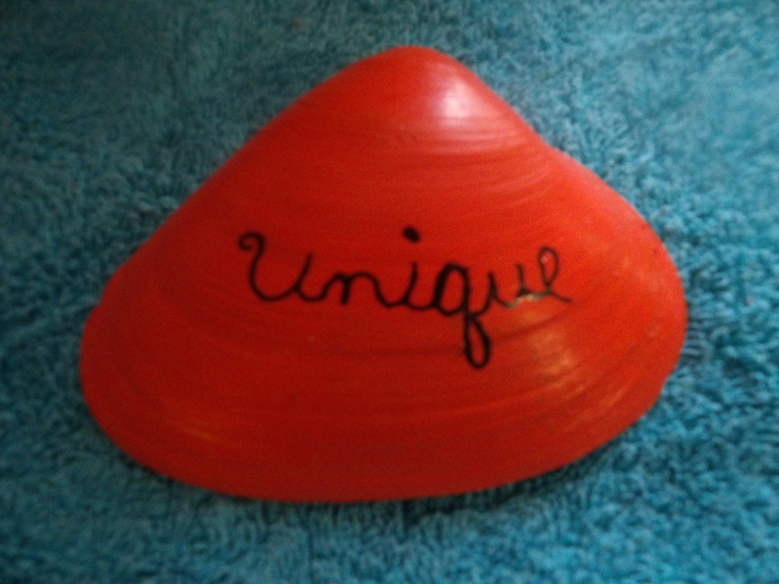 Magic By The Seashell, Enchanted & Powerful Seashells, You Choose Color & Intent