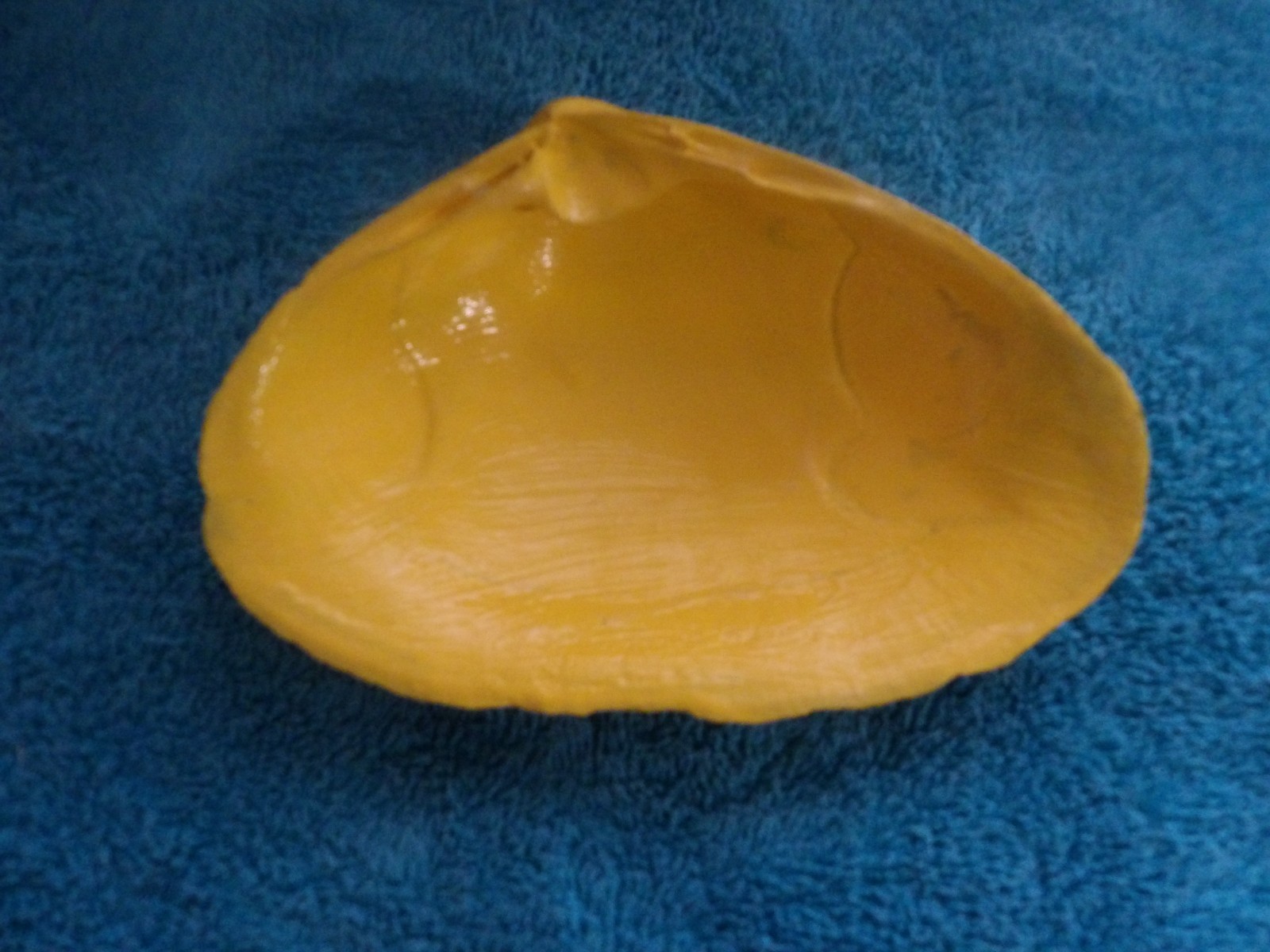 Magic By The Seashell, Enchanted & Powerful Seashells, You Choose Color & Intent
