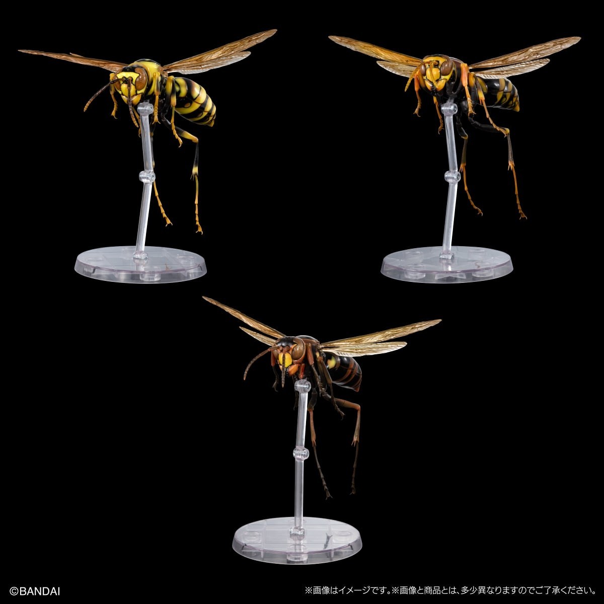 The Diversity of Life on Earth Advance Paper Wasp Capsuel Type & Online w/ Stand
