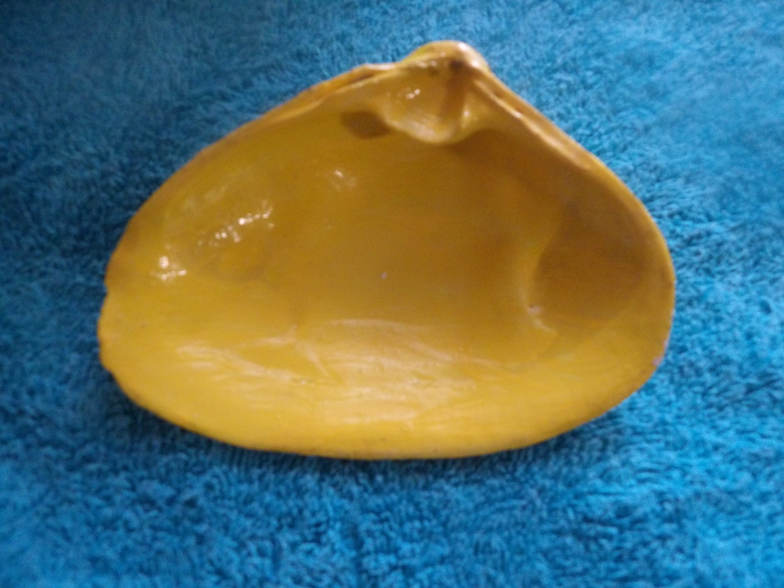 Magic By The Seashell, Enchanted & Powerful Seashells, You Choose Color & Intent
