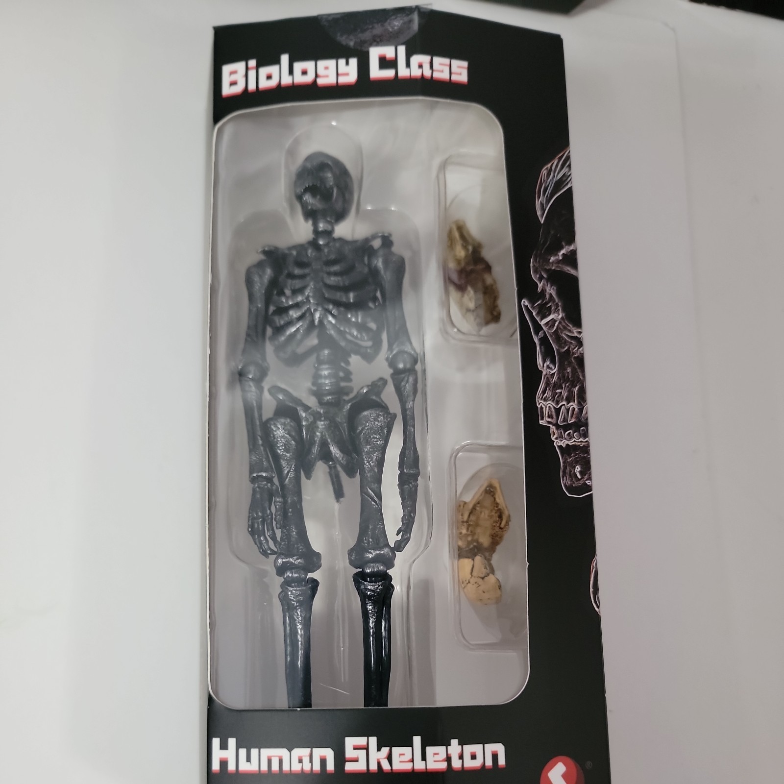 KEEPGOING Biology Classroom Human Skeleton Articulated Model 1/12 Figure Black