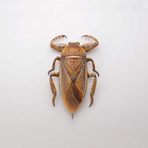 REVO GEO Lethocerus deyrollei Bug L155mm PVC ABS Action Figure RG005 Kaiyodo