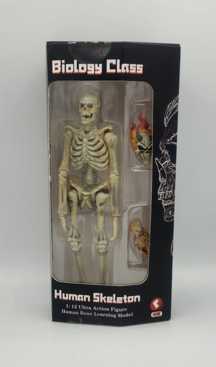 HUMAN SKELETON BONE COLOR ARTICULATED 1/12 ACTION FIGURE KEEPGOING BIOLOGY CLASS