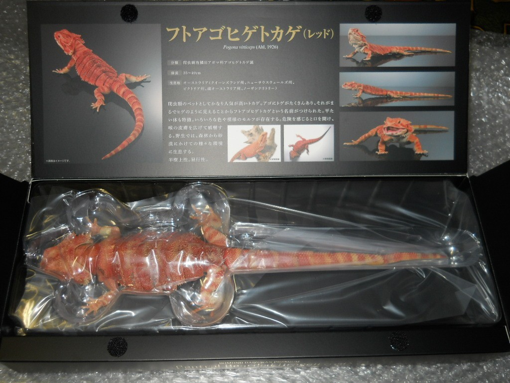 Bandai Diversity of Life on Earth Premiuml Bearded Dragon Red Figure 36cm Japan