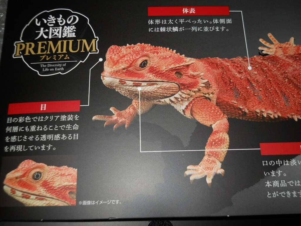 Bandai Diversity of Life on Earth Premiuml Bearded Dragon Red Figure 36cm Japan
