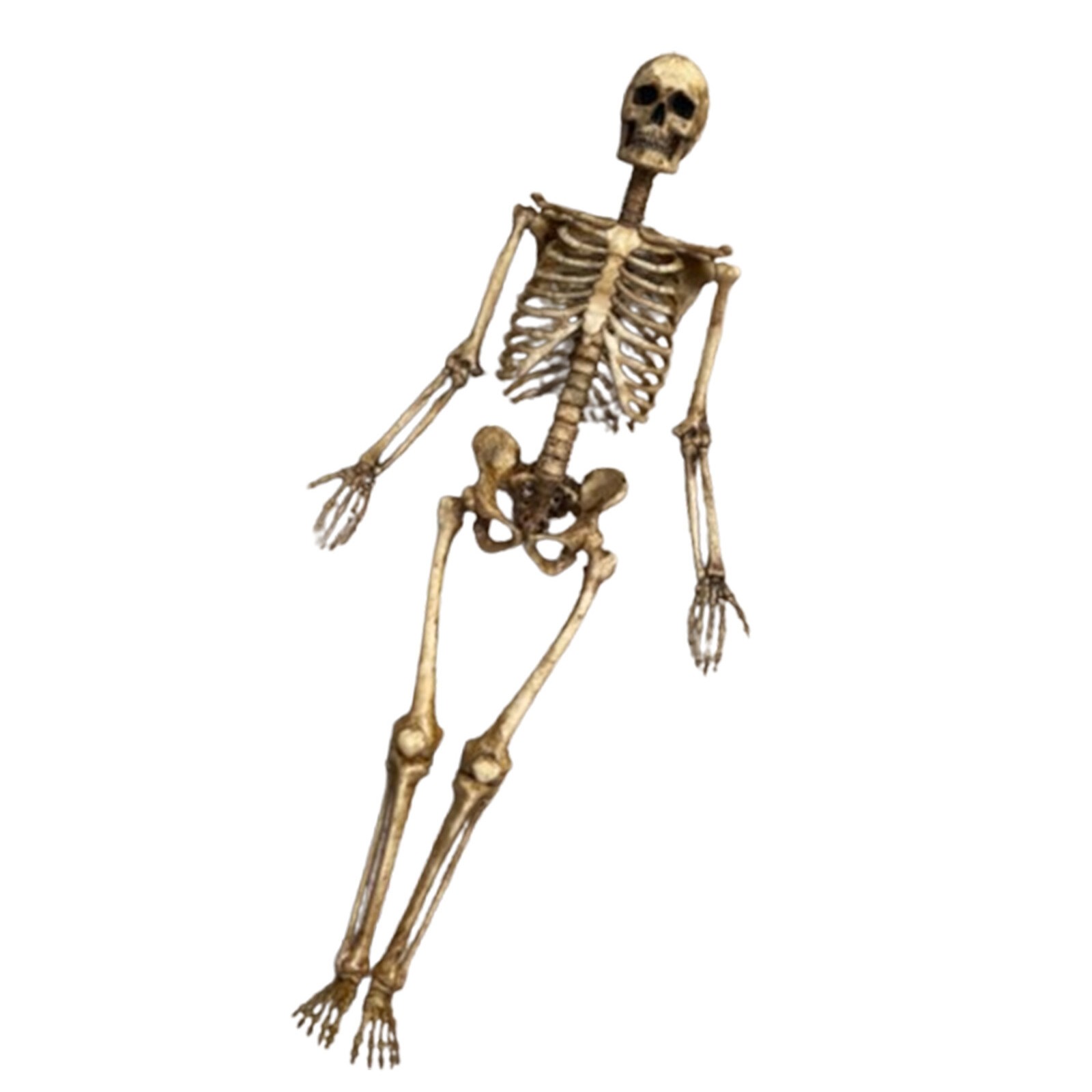 1:12 Scale Human Beings Skeleton PVC Models for 6&Prime; Action Figure Accessory Toys