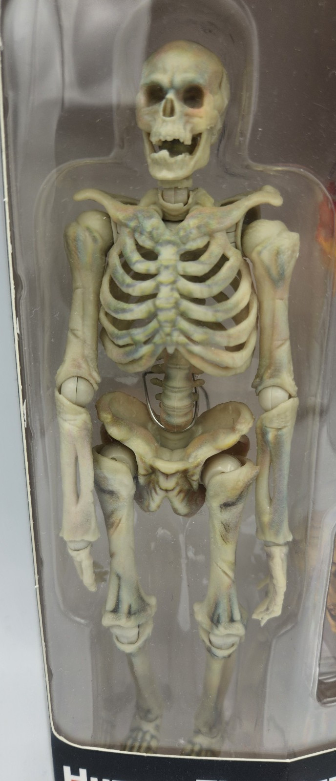 HUMAN SKELETON BONE COLOR ARTICULATED 1/12 ACTION FIGURE KEEPGOING BIOLOGY CLASS